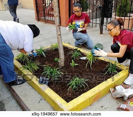 Hispanic community service volunteers of the Harlem Spanish Manhattan Seventh Day Adventist Church plant flowers in an East Harlem neighborhood public sidewalk in New York City, New York, Manhattan, USA. View Large Photo Image Stock Photo - Hispanic community service volunteers of the Harlem Spanish Manhattan Seventh Day Adventist Church plant flowers in an East Harlem neighborhood public sidewalk in New York City, New York, Manhattan, USA.. Fotosearch