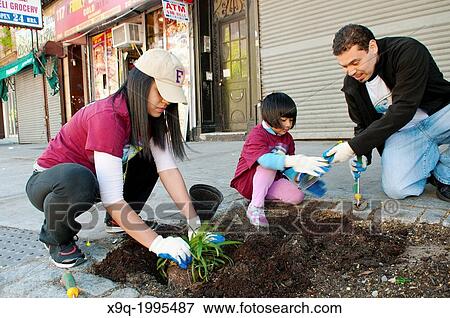 Hispanic community service volunteers of the Harlem Spanish Manhattan Seventh Day Adventist Church plant flowers in an East Harlem neighborhood public sidewalk, New York City, New York, Manhattan, USA. View Large Photo Image Stock Photo - Hispanic community service volunteers of the Harlem Spanish Manhattan Seventh Day Adventist Church plant flowers in an East Harlem neighborhood public sidewalk, New York City, New York, Manhattan, USA.. Fotosearch