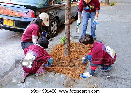 Hispanic community service volunteers of the Harlem Spanish Manhattan Seventh Day Adventist Church plant flowers in an East Harlem neighborhood public sidewalk, New York City, New York, Manhattan, USA. View Large Photo Image Stock Photo - Hispanic community service volunteers of the Harlem Spanish Manhattan Seventh Day Adventist Church plant flowers in an East Harlem neighborhood public sidewalk, New York City, New York, Manhattan, USA.. Fotosearch