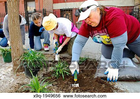 Hispanic community service volunteers of the Harlem Spanish Manhattan Seventh Day Adventist Church plant flowers in an East Harlem neighborhood public sidewalk in New York City, New York, Manhattan, USA. View Large Photo Image Stock Photograph - Hispanic community service volunteers of the Harlem Spanish Manhattan Seventh Day Adventist Church plant flowers in an East Harlem neighborhood public sidewalk in New York City, New York, Manhattan, USA.. Fotosearch