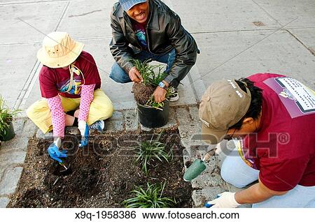 Hispanic community service volunteers of the Harlem Spanish Manhattan Seventh Day Adventist Church plant flowers in an East Harlem neighborhood public sidewalk, New York City, New York, Manhattan, USA. View Large Photo Image Stock Photograph - Hispanic community service volunteers of the Harlem Spanish Manhattan Seventh Day Adventist Church plant flowers in an East Harlem neighborhood public sidewalk, New York City, New York, Manhattan, USA.. Fotosearch