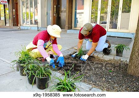 Hispanic community service volunteers of the Harlem Spanish Manhattan Seventh Day Adventist Church plant flowers in an East Harlem neighborhood public sidewalk, New York City, New York, Manhattan, USA. View Large Photo Image Stock Photography - Hispanic community service volunteers of the Harlem Spanish Manhattan Seventh Day Adventist Church plant flowers in an East Harlem neighborhood public sidewalk, New York City, New York, Manhattan, USA.. Fotosearch