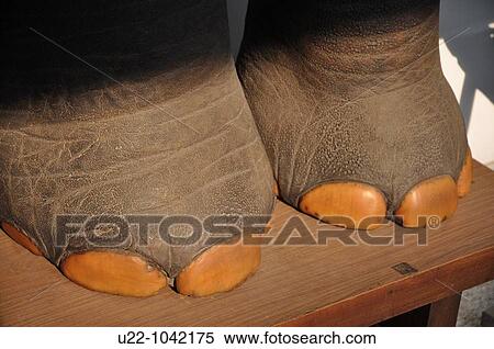 Stock Photography - Ho Chi Min City (Vietnam): an elephant's paws, a gift to Ho Chi Min kept at the Reunification Palace. Fotosearch
