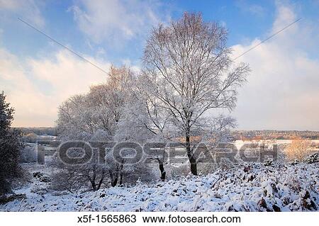 Hoar Frosted Trees New Forest Hampshire View Large Photo Image Stock Image - Hoar Frosted Trees New Forest Hampshire. Fotosearch