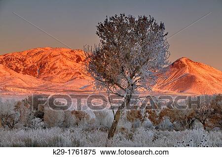 Hoarfrost on cottonwood trees at dawn, with the Chupadera Mountains, Bosque del Apache NWR, New Mexico, USA View Large Photo Image Stock Photography - Hoarfrost on cottonwood trees at dawn, with the Chupadera Mountains, Bosque del Apache NWR, New Mexico, USA. Fotosearch