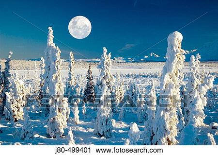 Hoarfrost on trees, east of Matanuska Glacier, Alaska, USA View Large Photo Image Stock Image - Hoarfrost on trees, east of Matanuska Glacier, Alaska, USA. Fotosearch