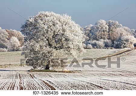 Hoarfrost - Warwickshire - England. View Large Photo Image Stock Photography - Hoarfrost - Warwickshire - England.. Fotosearch