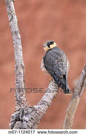 Hobby (falco subbuteo) View Large Photo Image Stock Photo - Hobby (falco subbuteo). Fotosearch
