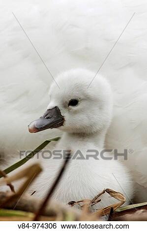 Hockerschwan / Mute Swan / Cygnus olor View Large Photo Image Stock Photograph - Hockerschwan / Mute Swan / Cygnus olor. Fotosearch