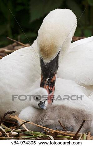 Hockerschwan / Mute Swan / Cygnus olor View Large Photo Image Stock Photography - Hockerschwan / Mute Swan / Cygnus olor. Fotosearch