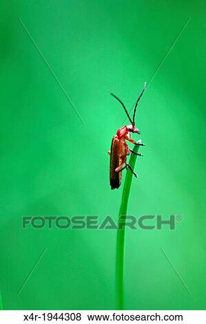 Stock Photo - Hogweed Bonking beetle on a blade of grass in a meadow in County Westmeath, Ireland.. Fotosearch