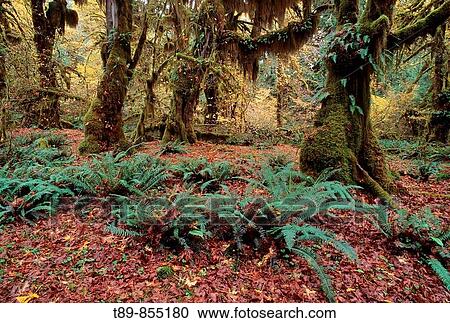 Stock Image - Hoh Rainforest ferns and big leaf maple in the Aautumn. Fotosearch