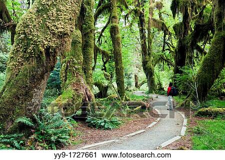 Hoh Rainforest - Olympic National Park, near Forks, Washington, USA View Large Photo Image Stock Image - Hoh Rainforest - Olympic National Park, near Forks, Washington, USA. Fotosearch