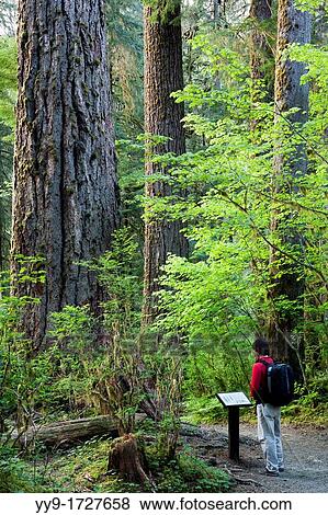 Hoh Rainforest - Olympic National Park, near Forks, Washington, USA View Large Photo Image Stock Photo - Hoh Rainforest - Olympic National Park, near Forks, Washington, USA. Fotosearch