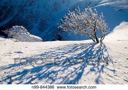 Hohneck, steep cliff of Col du Falimont, snow and hoar_frost in winter, Vosges, lower mountain ranges, Alsace, France View Large Photo Image Stock Photograph - Hohneck, steep cliff of Col du Falimont, snow and hoar_frost in winter, Vosges, lower mountain ranges, Alsace, France. Fotosearch