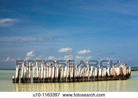 Stock Photo - Holbox Island, YucatBn, M? xico. Fotosearch