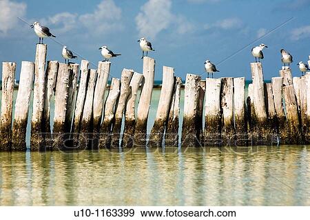 Holbox Island, YucatBn, M? xico View Large Photo Image Stock Photo - Holbox Island, YucatBn, M? xico. Fotosearch
