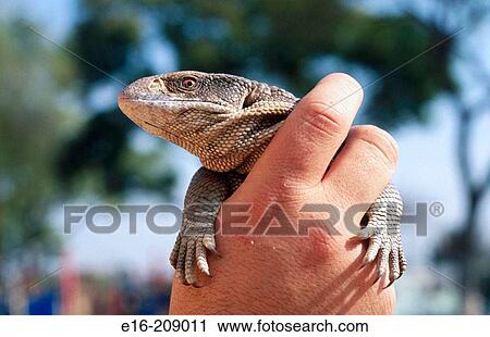 Stock Image - holding a savannah monitor lizard. Fotosearch