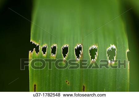 Holes on bamboo leaf. Image taken at Kampung Satau, Singai, Sarawak, Malaysia. View Large Photo Image Stock Photo - Holes on bamboo leaf. Image taken at Kampung Satau, Singai, Sarawak, Malaysia.. Fotosearch