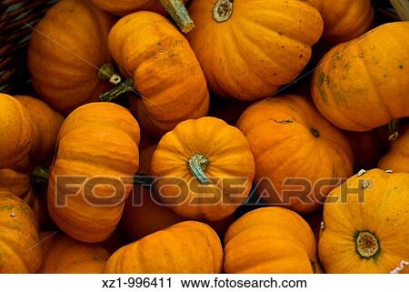Holland, pumpkins View Large Photo Image Stock Image - Holland, pumpkins. Fotosearch