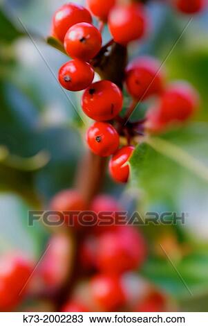 Holly Berries. Iles Aquifolium Sierra Cebollera Natural Park. Villoslada de Cameros. Logroo Province. La Rioja. Spain. View Large Photo Image Stock Image - Holly Berries. Iles Aquifolium Sierra Cebollera Natural Park. Villoslada de Cameros. Logroo Province. La Rioja. Spain.. Fotosearch