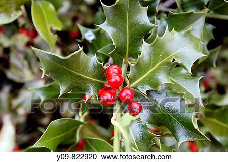 Holly (Ilex aquifolium) View Large Photo Image Stock Image - Holly (Ilex aquifolium). Fotosearch