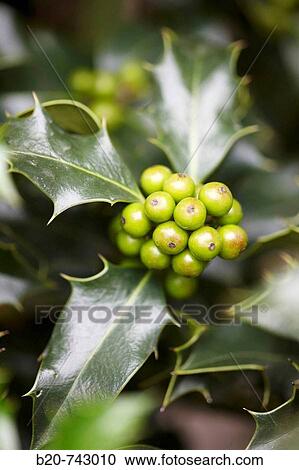 Holly View Large Photo Image Stock Image - Holly. Fotosearch