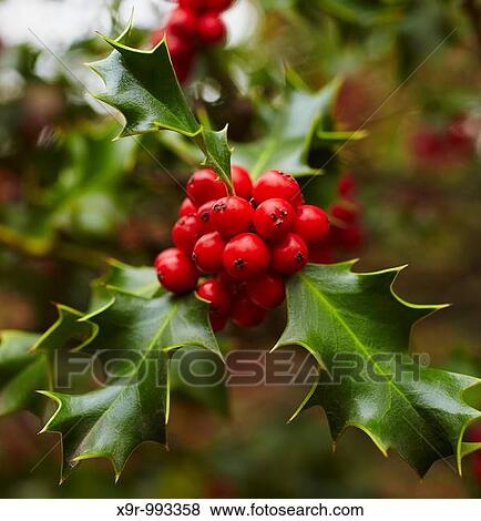 Holly tree at the Botanical Garden. Madrid. Spain View Large Photo Image Stock Photo - Holly tree at the Botanical Garden. Madrid. Spain. Fotosearch