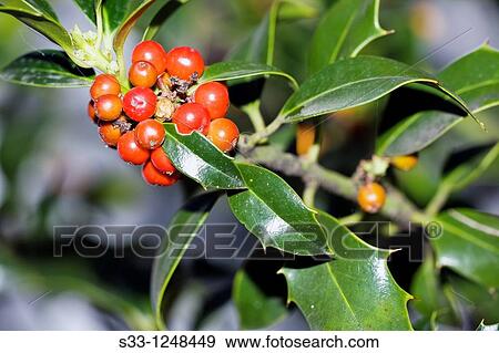 Holly tree Ilex aquifolium View Large Photo Image Stock Photo - Holly tree Ilex aquifolium. Fotosearch