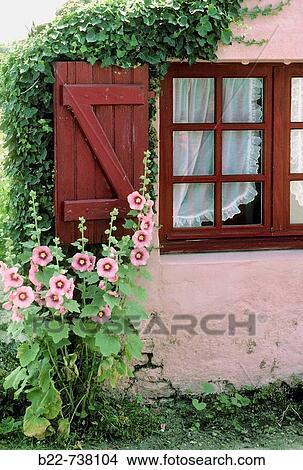 Hollyhock, Isle of Rh?, France View Large Photo Image Picture - Hollyhock, Isle of Rh?, France. Fotosearch