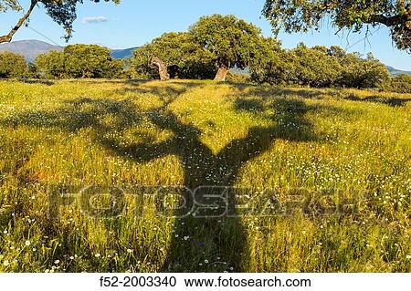Holm oak, Ambroz Valley, CBceres, Extremadura, Spain, Europe. View Large Photo Image Stock Image - Holm oak, Ambroz Valley, CBceres, Extremadura, Spain, Europe.. Fotosearch