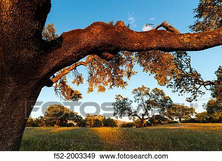 Holm oak, Ambroz Valley, CBceres, Extremadura, Spain, Europe. View Large Photo Image Stock Photo - Holm oak, Ambroz Valley, CBceres, Extremadura, Spain, Europe.. Fotosearch