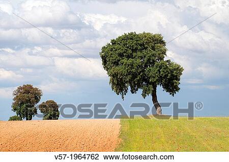 Holm oak in cultivation field. Toledo province, Castilla La Mancha, Spain. View Large Photo Image Stock Image - Holm oak in cultivation field. Toledo province, Castilla La Mancha, Spain.. Fotosearch