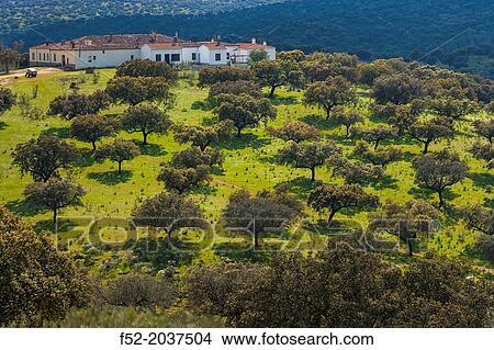 Holm Oak or Holly Oak Quercus ilex, Monfrag? e National Park, CBceres, Extremadura, Spain, Europe. View Large Photo Image Picture - Holm Oak or Holly Oak Quercus ilex, Monfrag? e National Park, CBceres, Extremadura, Spain, Europe.. Fotosearch