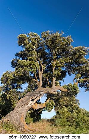 Holm Oak or Holly Oak Quercus ilex Eraul Yerri village Tierra-Estella county, Navarre, Spain, Europe View Large Photo Image Stock Photo - Holm Oak or Holly Oak Quercus ilex Eraul Yerri village Tierra-Estella county, Navarre, Spain, Europe. Fotosearch