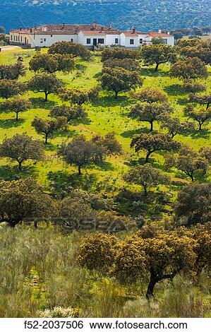 Holm Oak or Holly Oak Quercus ilex, Monfrag? e National Park, CBceres, Extremadura, Spain, Europe. View Large Photo Image Stock Photograph - Holm Oak or Holly Oak Quercus ilex, Monfrag? e National Park, CBceres, Extremadura, Spain, Europe.. Fotosearch