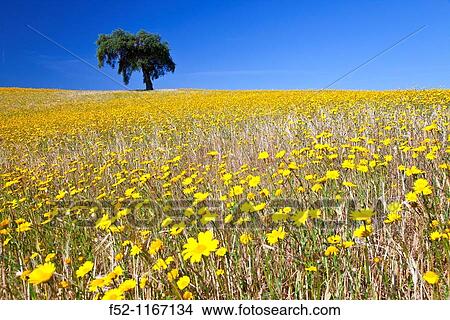 Holm oak (Quercus ilex) in a meadow, La Serena, Badajoz, Extremadura, Spain View Large Photo Image Picture - Holm oak (Quercus ilex) in a meadow, La Serena, Badajoz, Extremadura, Spain. Fotosearch