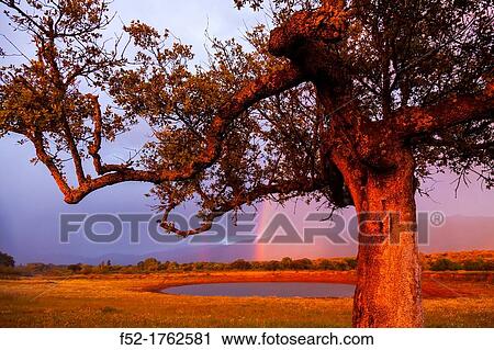 Stock Image - HOLM OAK Quercus ilex, Valley of the Ambroz river, CBceres, Extremadura, Spain, Europe.. Fotosearch
