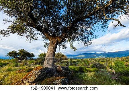 HOLM OAK Quercus ilex, Valley of the Ambroz river, CBceres, Extremadura, Spain, Europe View Large Photo Image Stock Image - HOLM OAK Quercus ilex, Valley of the Ambroz river, CBceres, Extremadura, Spain, Europe. Fotosearch