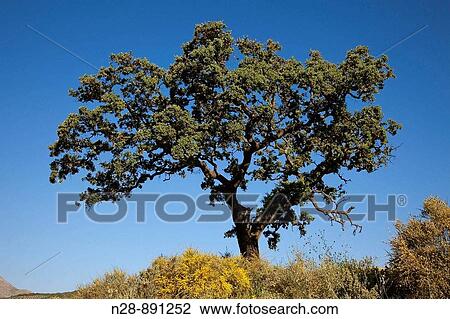 Holm Oak, Sierra Subbetica, Cordoba province, Andalusia, Spain View Large Photo Image Stock Image - Holm Oak, Sierra Subbetica, Cordoba province, Andalusia, Spain. Fotosearch