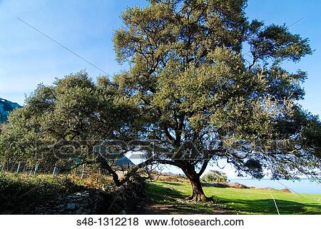 Stock Photo - Holm oak, Sonabia Coast, Cantabria, Spain.. Fotosearch