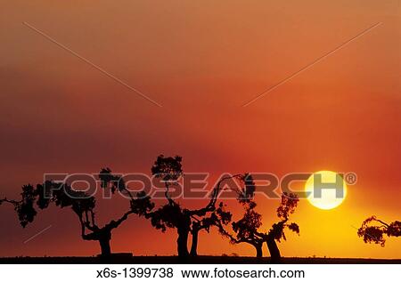 Holm oak trees at dusk, San Esteban, Salamanca, Spain View Large Photo Image Stock Photo - Holm oak trees at dusk, San Esteban, Salamanca, Spain. Fotosearch