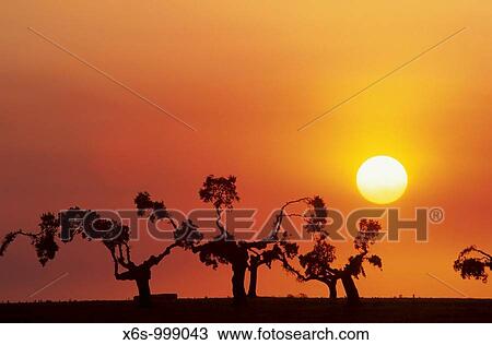 Stock Image - Holm oaks at dusk, San Esteban, Salamanca, Spain / Encinas al atardecer, San Esteban, Salamanca, Spain. Fotosearch