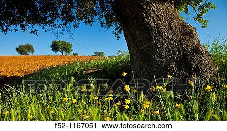 Holm oaks (Quercus ilex) in a field, La Serena, Badajoz, Extremadura, Spain View Large Photo Image Stock Image - Holm oaks (Quercus ilex) in a field, La Serena, Badajoz, Extremadura, Spain. Fotosearch