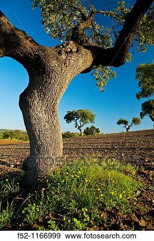 Holm oaks (Quercus ilex) in a field, La Serena, Badajoz, Extremadura, Spain View Large Photo Image Stock Photo - Holm oaks (Quercus ilex) in a field, La Serena, Badajoz, Extremadura, Spain. Fotosearch