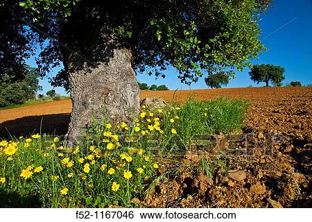 Holm oaks (Quercus ilex) in a field, La Serena, Badajoz, Extremadura, Spain View Large Photo Image Stock Photograph - Holm oaks (Quercus ilex) in a field, La Serena, Badajoz, Extremadura, Spain. Fotosearch