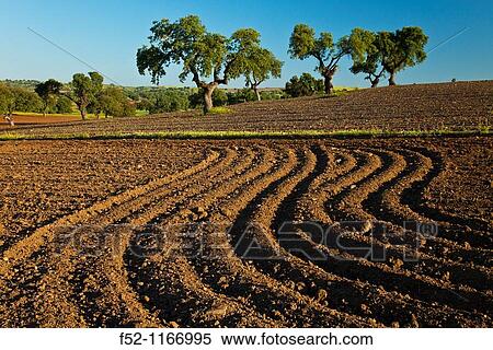 Holm oaks (Quercus ilex) in a field, La Serena, Badajoz, Extremadura, Spain View Large Photo Image Stock Photography - Holm oaks (Quercus ilex) in a field, La Serena, Badajoz, Extremadura, Spain. Fotosearch