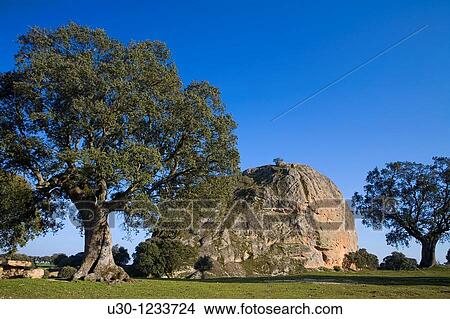 Holm oaks Quercus ilex next La Pea, in Los Arribes del Duero Natural Park Salamanca, Castilla y Le? n Spain View Large Photo Image Picture - Holm oaks Quercus ilex next La Pea, in Los Arribes del Duero Natural Park Salamanca, Castilla y Le? n Spain. Fotosearch