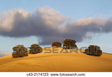 Holm oaks (Quercus ilex) on a cultivated field. MBlaga province, Andalusia, Spain. View Large Photo Image Stock Image - Holm oaks (Quercus ilex) on a cultivated field. MBlaga province, Andalusia, Spain.. Fotosearch