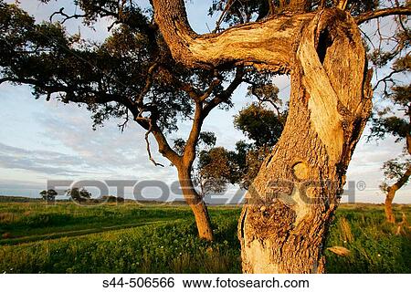 Holm Oaks (Quercus rotundifolia). Sevilla, Andalusia, Spain View Large Photo Image Stock Photograph - Holm Oaks (Quercus rotundifolia). Sevilla, Andalusia, Spain. Fotosearch